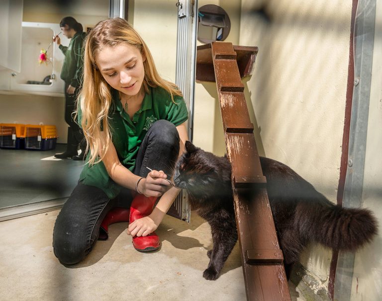 Cat Boarding & Cattery at our Care Centre Hydegate Pet Resort