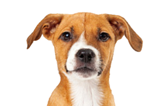 Dogs